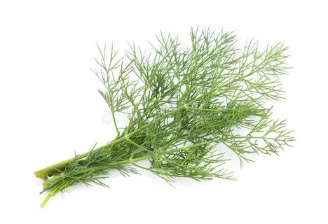 تصویر 3 از قیمت شوید خشک بلغور + خرید باور نکردنی